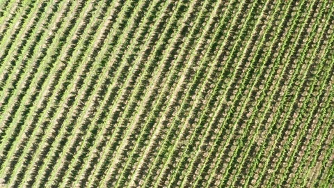 German Vineyards 動画素材 111212170