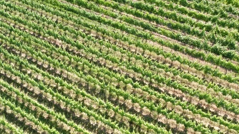German Vineyards 動画素材 111212247