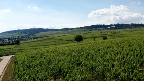 German Vineyards 動画素材 111212655