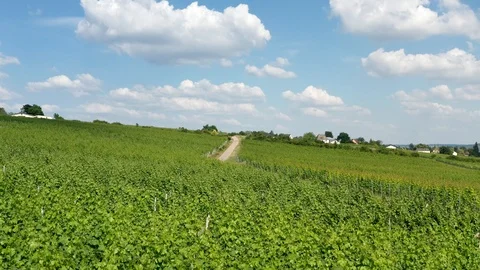 German Vineyards 動画素材 111213766