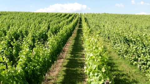 German Vineyards Video stock 111214803