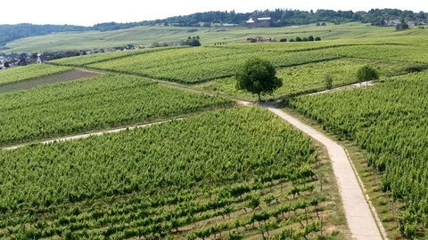 German Vineyards 動画素材 111216448