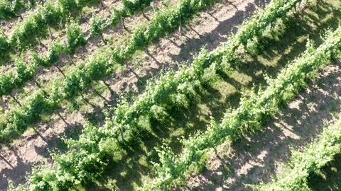 German Vineyards 動画素材 111216779