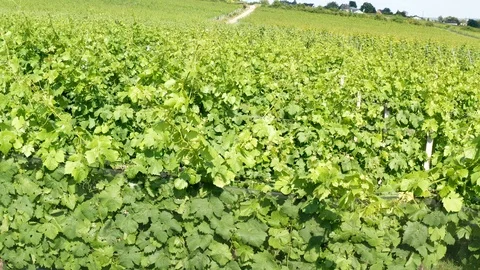 German Vineyards 動画素材 111216863