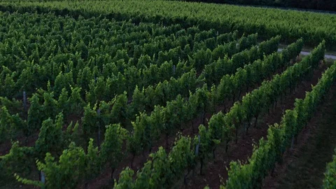 German Vineyards 動画素材 111904700