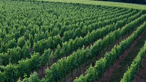 German Vineyards 動画素材 111904944