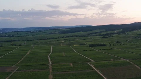 German Vineyards 動画素材 111905516