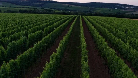 German Vineyards 库存影片 111905793
