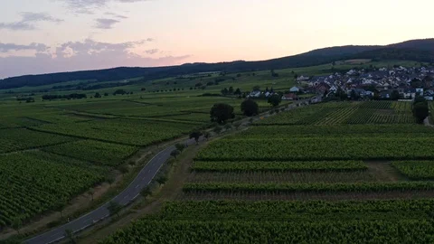 German Vineyards 動画素材 111906416