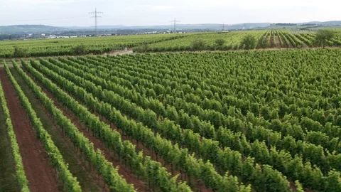 German Vineyards 動画素材 111907247