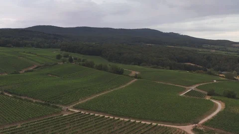 German Vineyards 動画素材 114180866