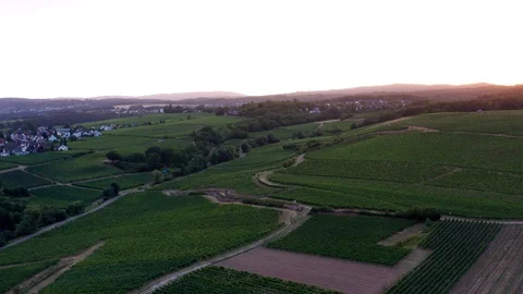 German Vineyards 動画素材 114181143