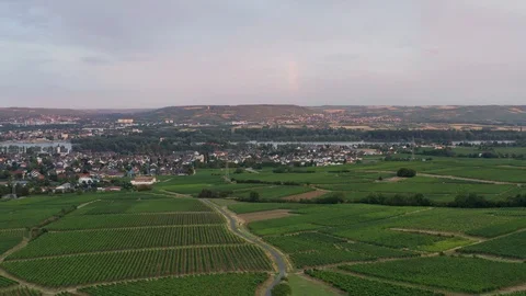 German Vineyards 動画素材 114181176