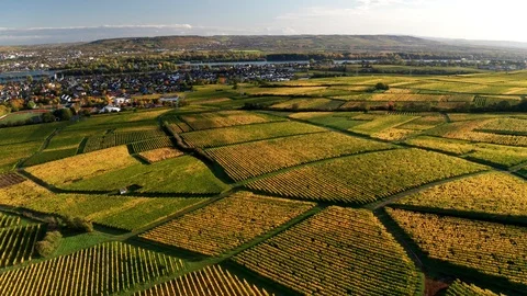 German Vineyards Video stock 118412706