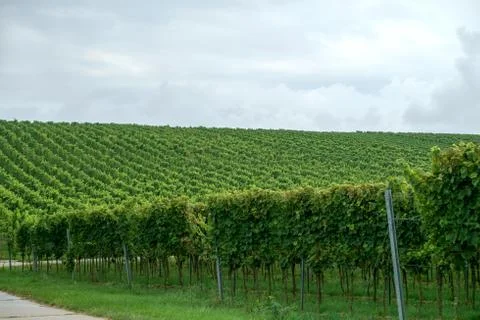 German Vineyards Stock Photos