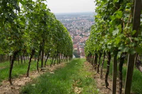 German Vinyard Stock Photos