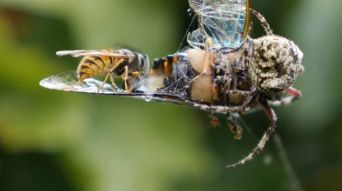 German Wasp meets Orb Web Spider Video stock 38048049