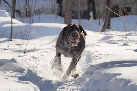 German wire-haired point in winter on the background of white snow in motion. Stock Photos