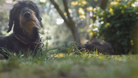 German Wire-haired Pointer Dog Resting in Garden Stock Footage 99446126