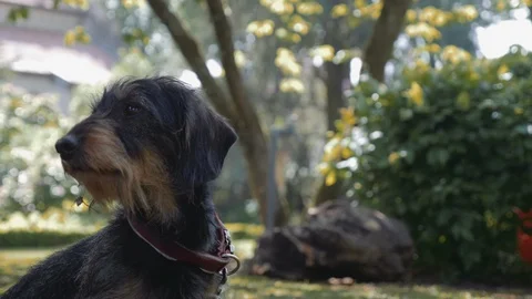 German Wire-haired Pointer Dog Portrait in Garden Stock Footage 99446152