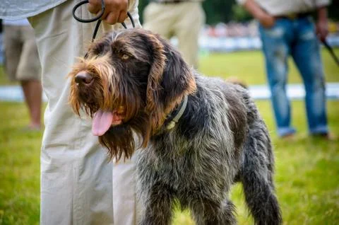 German wire haired pointer drathaar stay in park near his owner. Stock Photos