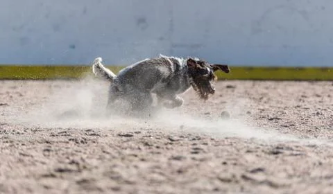 German wire-haired pointer Stockfoto's
