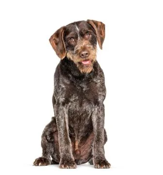 German Wirehaired Pointer also know as Drahthaar sitting 写真素材