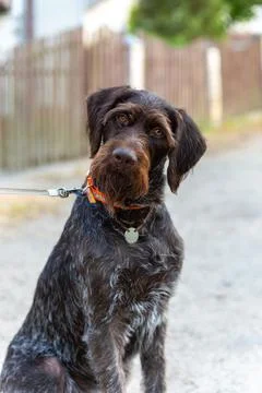 German Wirehaired Pointer also know as Drahthaar sitting. Stockfoto's