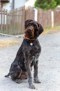 German Wirehaired Pointer also know as Drahthaar sitting. Stockfoto's