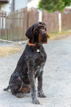 German Wirehaired Pointer also know as Drahthaar sitting. Stockfoto's