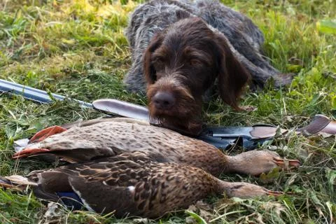 German wirehaired pointer and hunting trophy Stock Photos