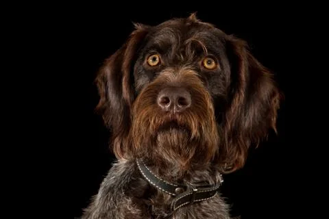 German wirehaired pointer on black Stock Photos