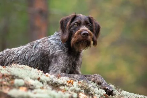German wirehaired pointer on blurred background Stock Photos