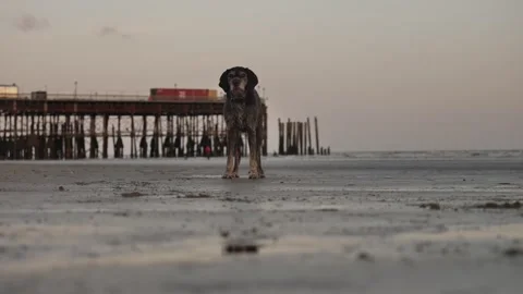 German Wirehaired Pointer dog barking on a beach in England 4K Stock Footage 285775195
