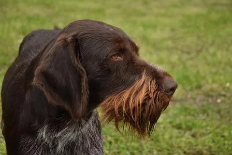 German wirehaired pointer dog closeup portrait Stock Photos
