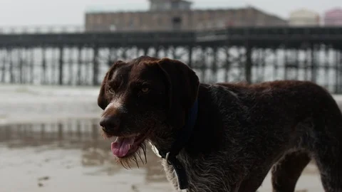 German Wirehaired Pointer dog looking into camera on beach 4K Stock Footage 123465836