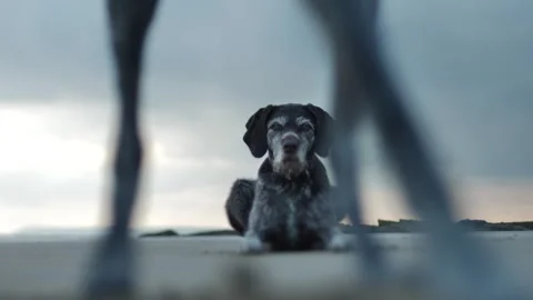 German wirehaired pointer dog looks into camera on a beach tilt shift slow 動画素材 285403465