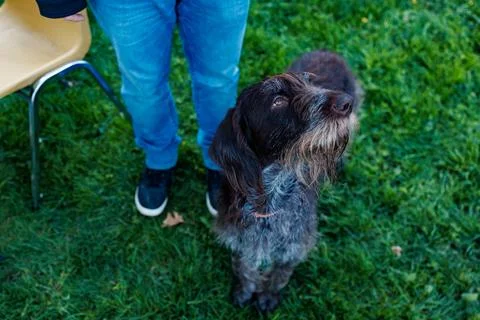 German Wirehaired Pointer dog looks up at person wearing blue jeans in gree.. Stock Photos
