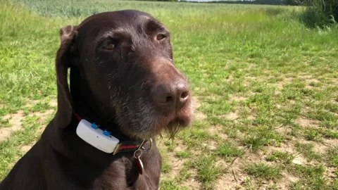 German Wirehaired Pointer dog pans around cute face close shot Stock Footage 306457417