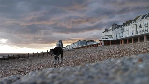 German Wirehaired Pointer dog on pebbled beach at sunset in Hastings slomo Stock Footage 285432121