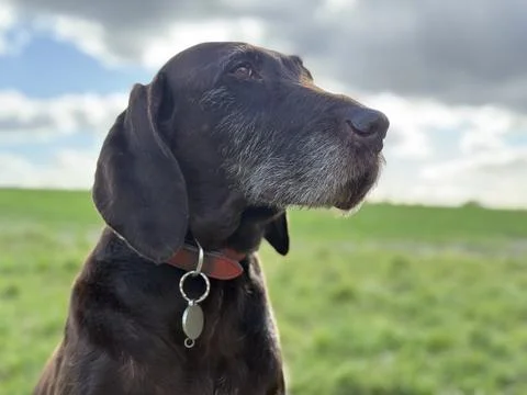 German Wirehaired Pointer dog, Portrait against a moody sky, close shot. Foto stock