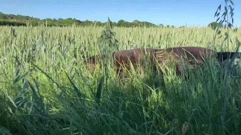 German Wirehaired Pointer dog running through long grass profile tracking shot 動画素材 306291931