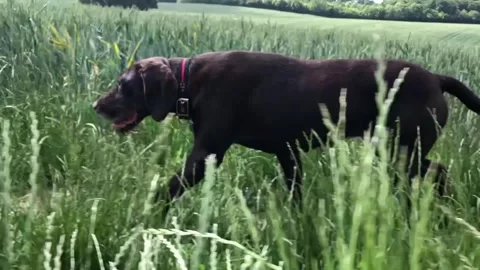 German Wirehaired Pointer dog running through long grass profile tracking shot 動画素材 306291945