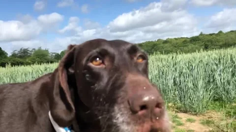 German Wirehaired Pointer dog running in field close tracking shot on face 動画素材 306457407