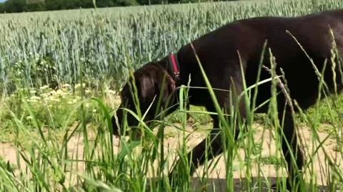 German Wirehaired Pointer dog running through long grass tracking shot. 動画素材 306457415