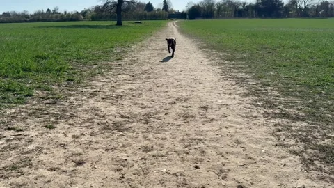 German Wirehaired Pointer dog runs towards camera on sunny day in field 動画素材 306159310
