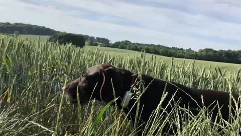 German Wirehaired Pointer dog runs through long grass on a summer day 動画素材 306165457