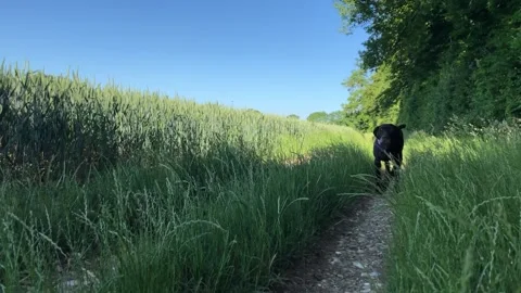 German Wirehaired Pointer dog runs to camera on sunny day in field pan shot 動画素材 306291944
