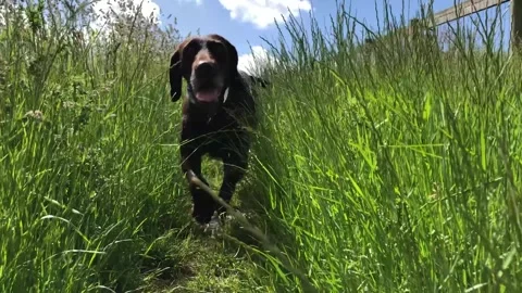 German Wirehaired Pointer dog runs to camera through long grass pan shot 2 Stock Footage 306374014