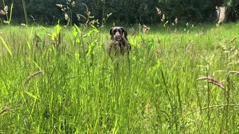 German Wirehaired Pointer dog runs through long grass to camera beautiful day 動画素材 306374015